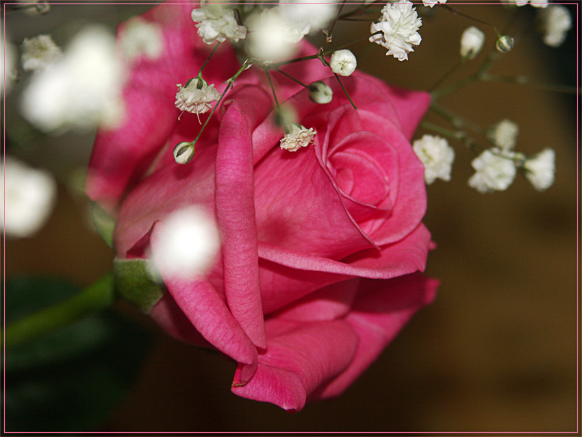 photo "Present" tags: nature, macro and close-up, flowers