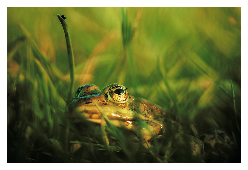 photo "Frog" tags: nature, 