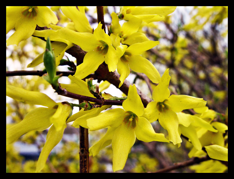 фото "Жёлтый" метки: природа, макро и крупный план, цветы