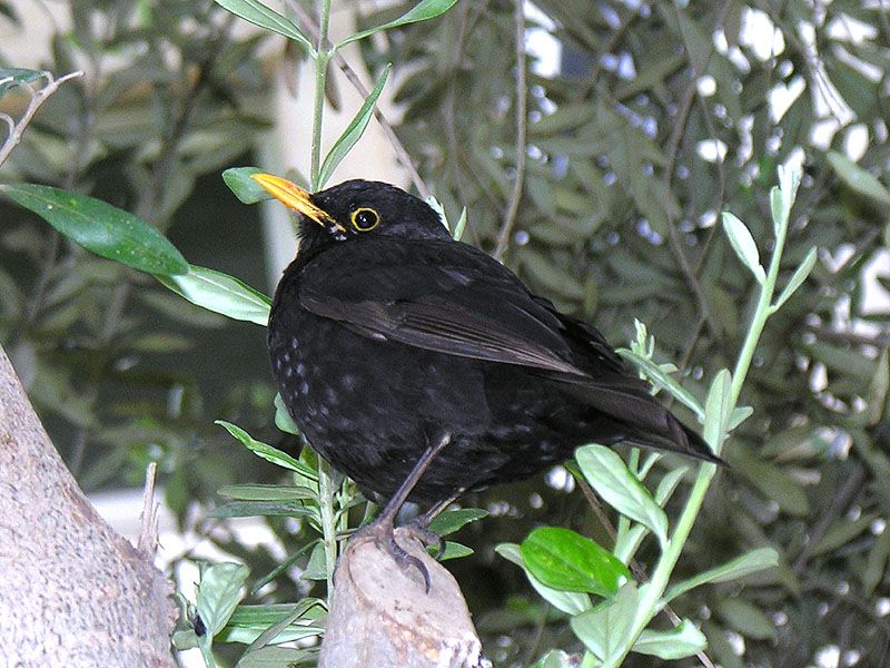 photo "Bird" tags: nature, wild animals