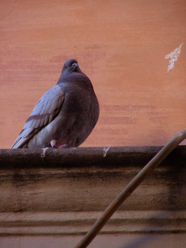 photo "Dove from Rome" tags: nature, wild animals