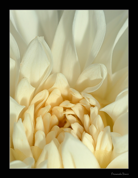 photo "Flames of the flower" tags: nature, macro and close-up, flowers