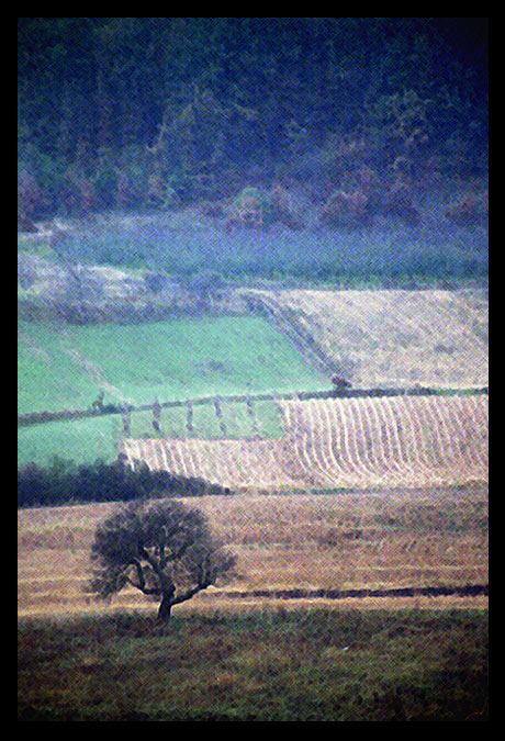 photo "lonely tree" tags: nature, 