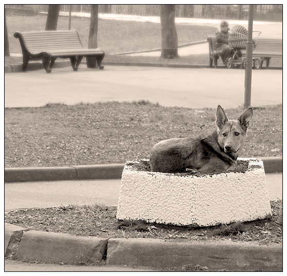 photo "flower" tags: architecture, nature, landscape, pets/farm animals