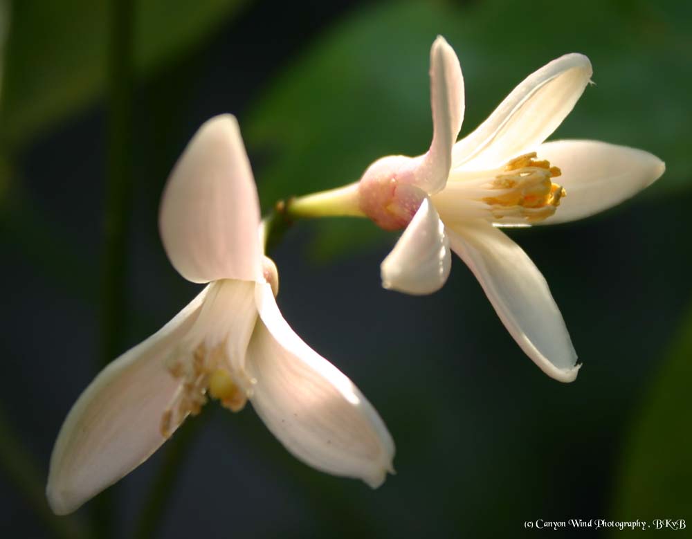 photo "A kiss of Lemon !" tags: macro and close-up, nature, flowers