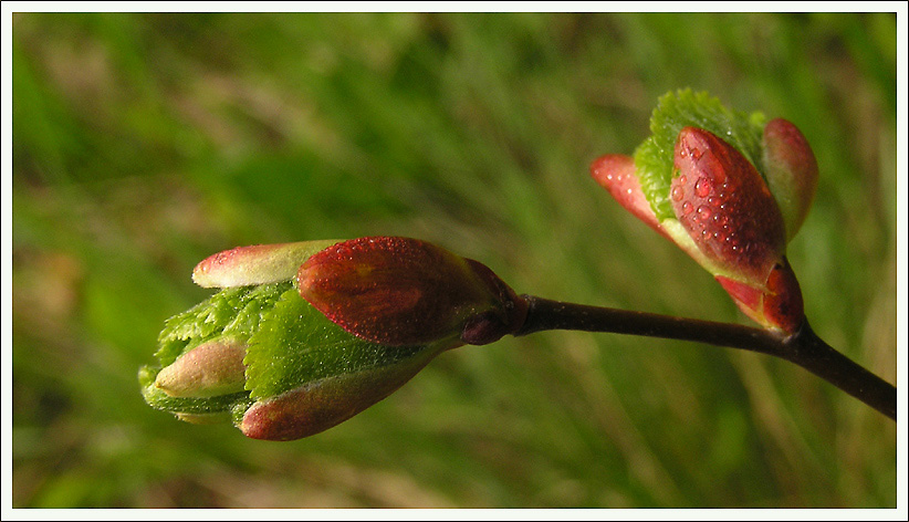 photo "Dews" tags: nature, macro and close-up, flowers