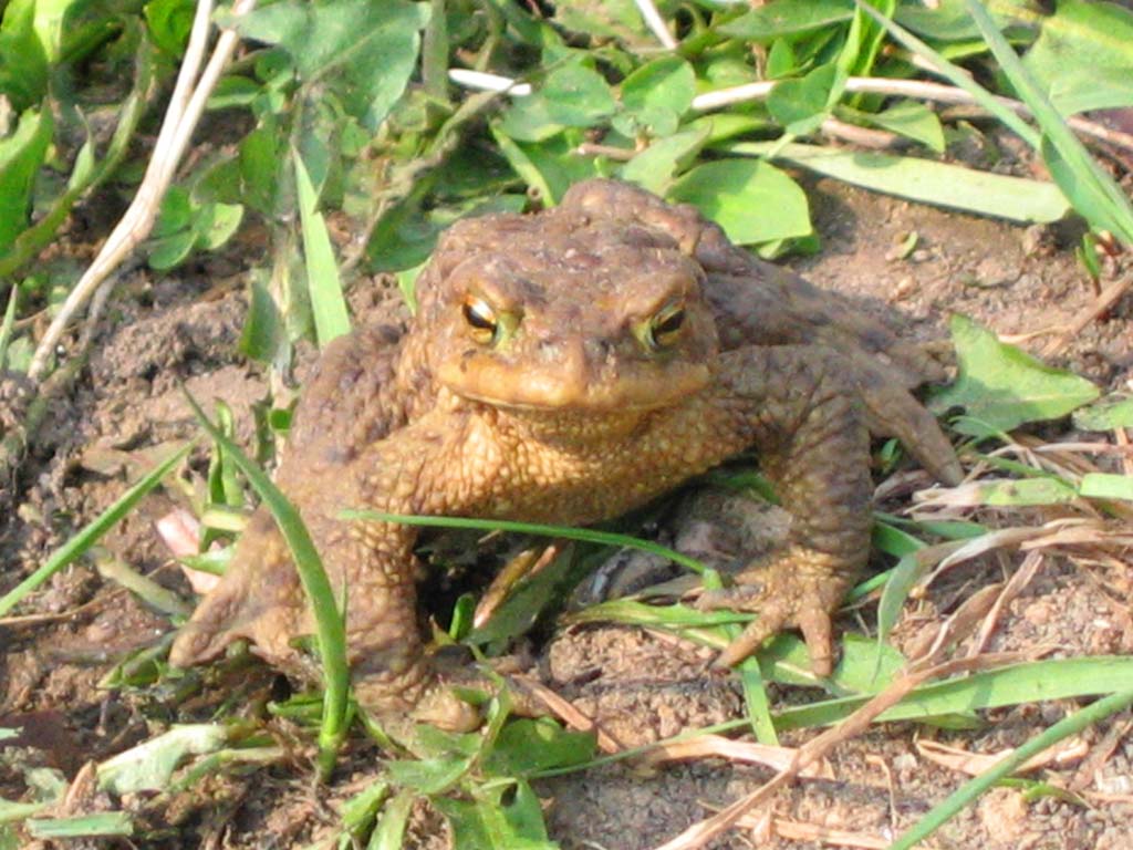 photo "" Try tell, that I not a beauty " a-proud toad." tags: nature, insect