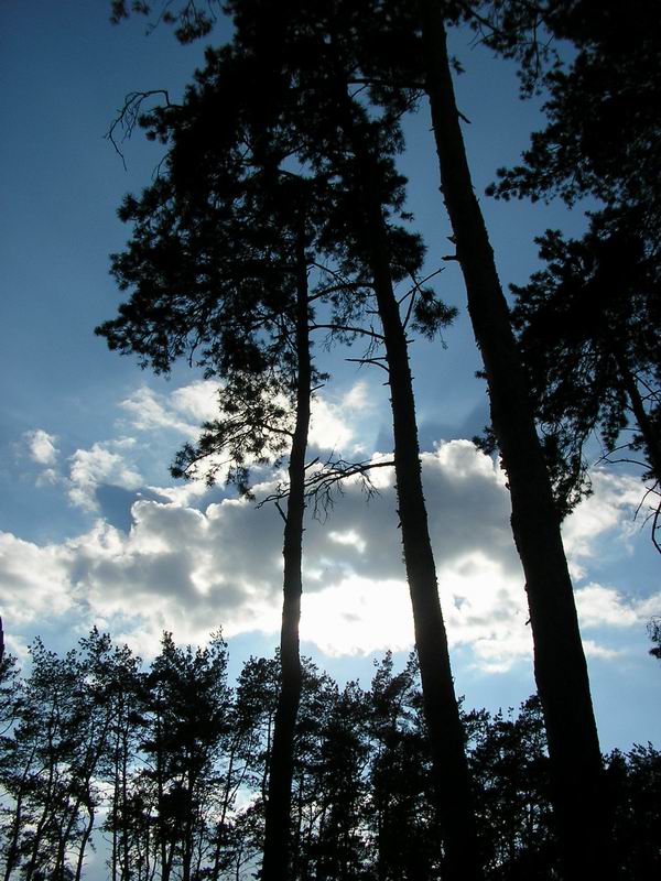фото "***" метки: пейзаж, лес, облака