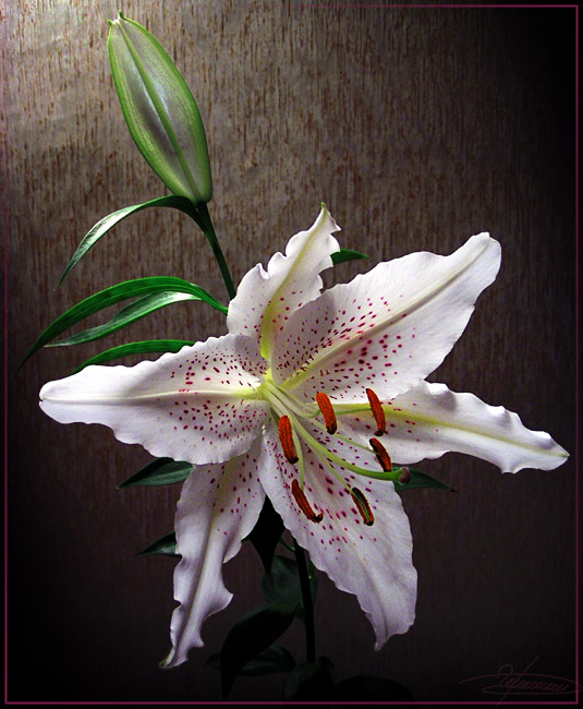 photo "Angel." tags: nature, macro and close-up, flowers