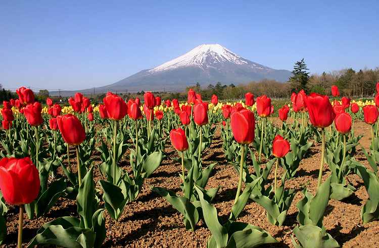 фото "Field of Red Tulips" метки: природа, пейзаж, горы, цветы