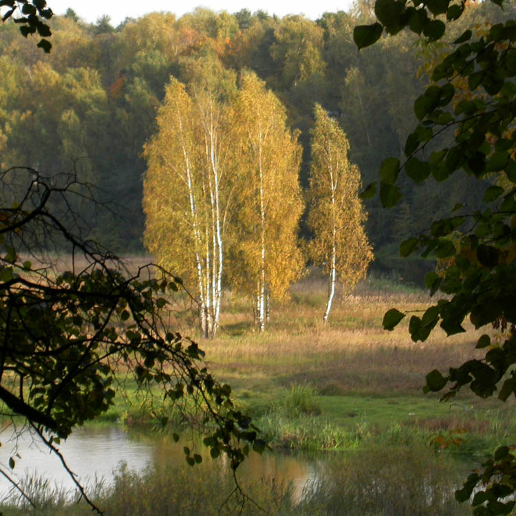 фото "Осень на Клязьме" метки: пейзаж, осень