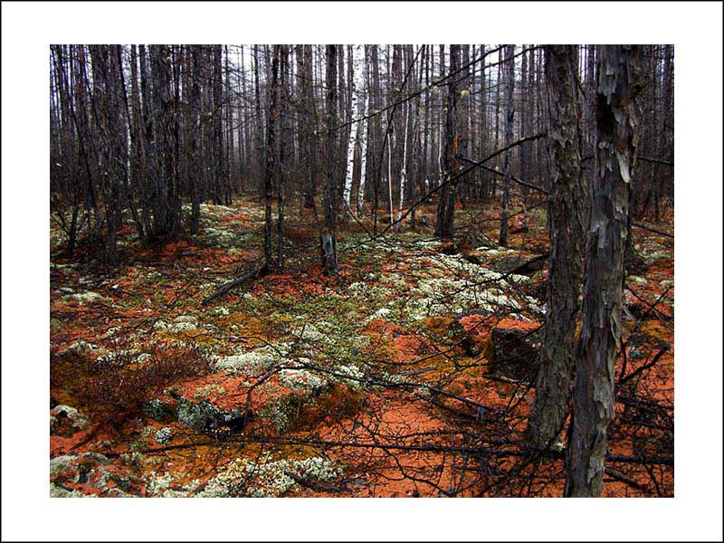 фото "Заколдованный лес" метки: пейзаж, лес