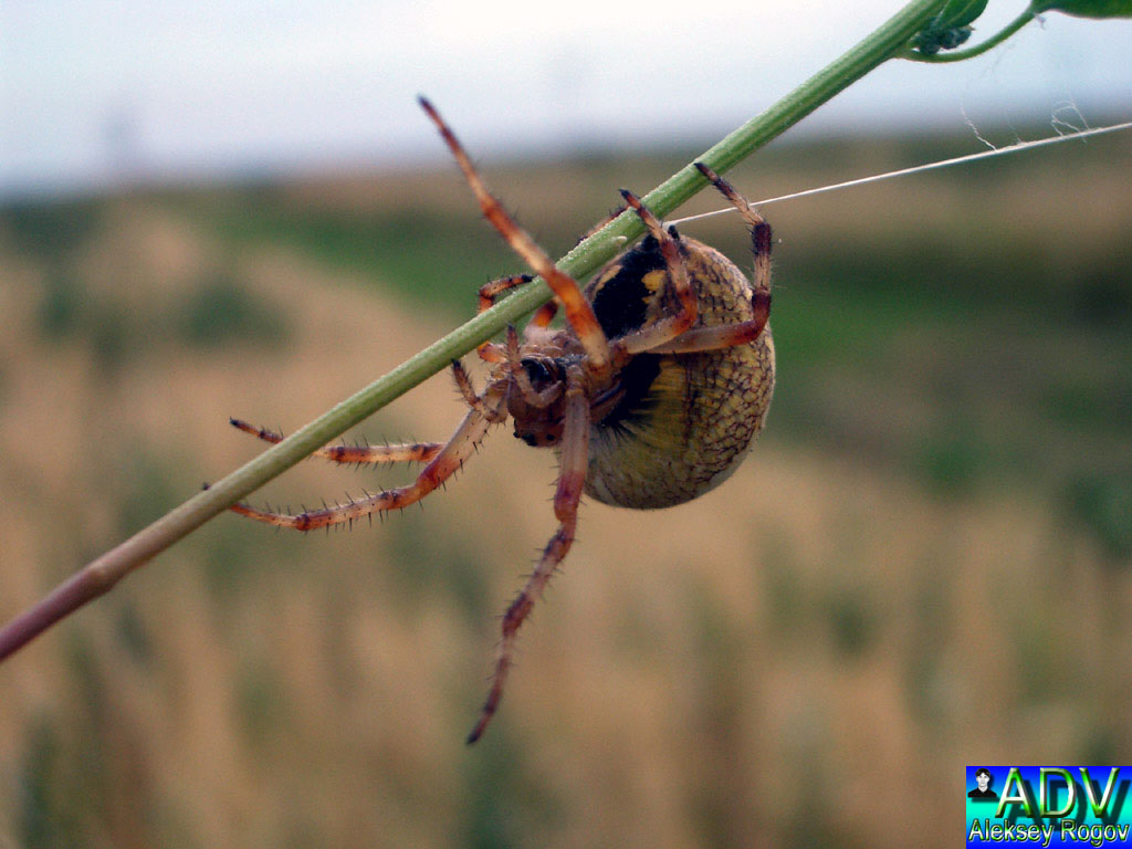 photo "Spider" tags: nature, insect