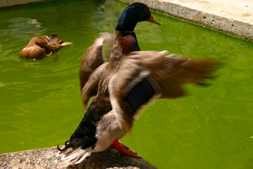 photo "Preparing the fly" tags: nature, pets/farm animals