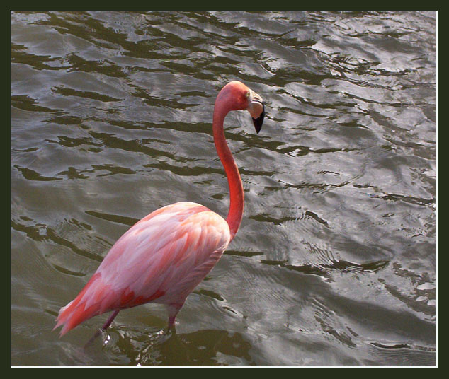 photo "Flamingo" tags: travel, South America