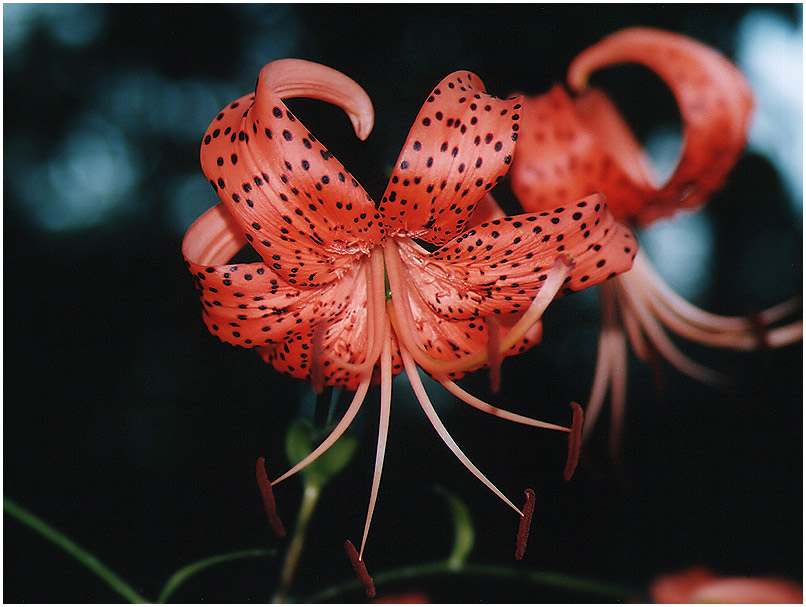 photo "Tiger Lily" tags: macro and close-up, nature, flowers