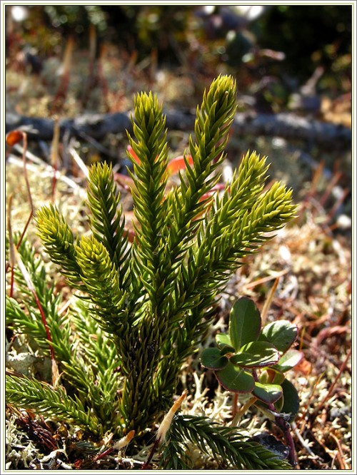 photo "Sunny and Warm" tags: macro and close-up, landscape, forest