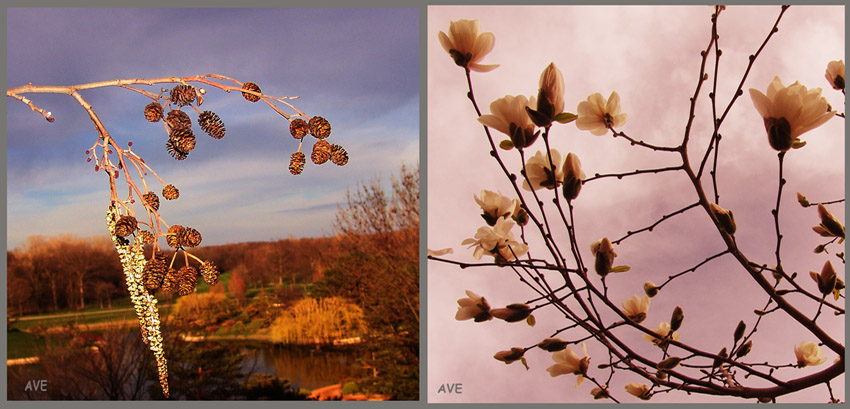 фото "весна" метки: макро и крупный план, пейзаж, весна