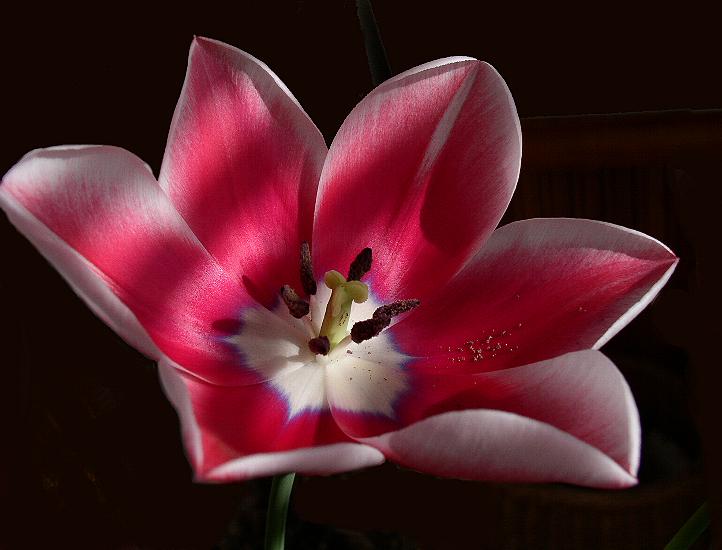 photo "Flower." tags: nature, flowers