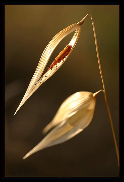 photo "@@@" tags: macro and close-up, nature, flowers