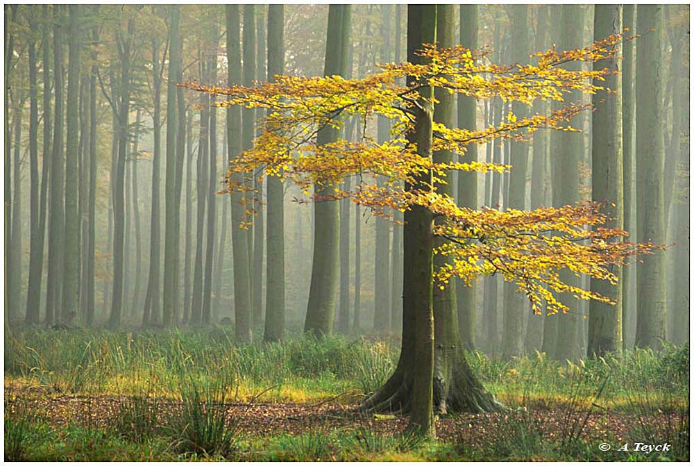 photo "Le flamboyant" tags: landscape, forest