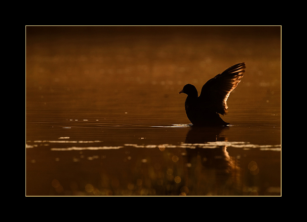 фото "- Morning exercise -" метки: природа, дикие животные