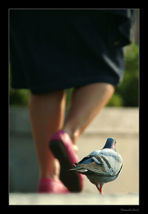 photo "Red shoes for two" tags: nature, humor, wild animals