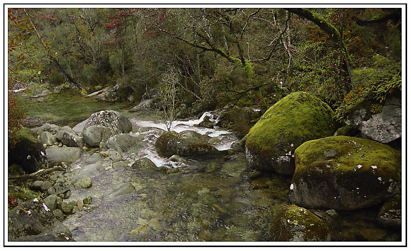 photo "Where the elves drink" tags: landscape, forest, water