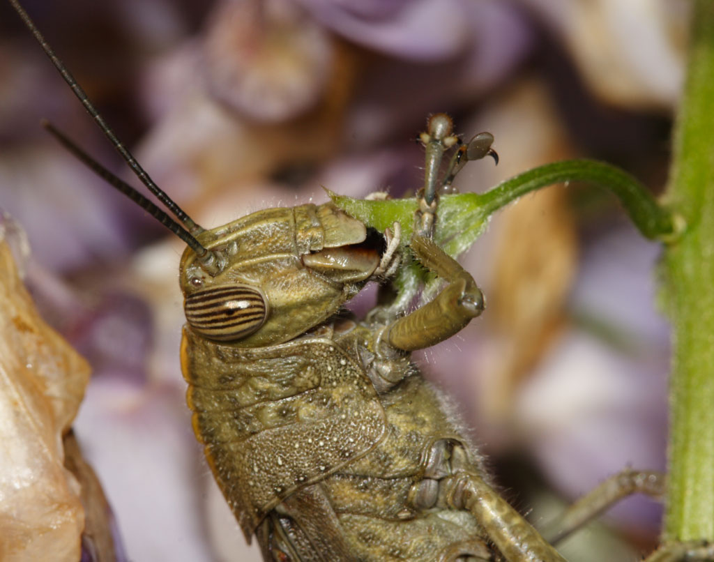 фото "A quick snack on the way" метки: природа, макро и крупный план, насекомое