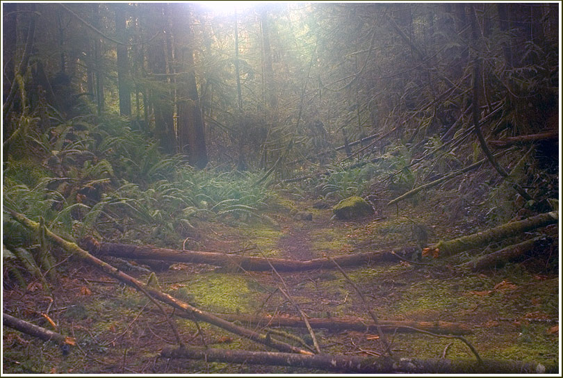 photo "l o s t" tags: landscape, forest