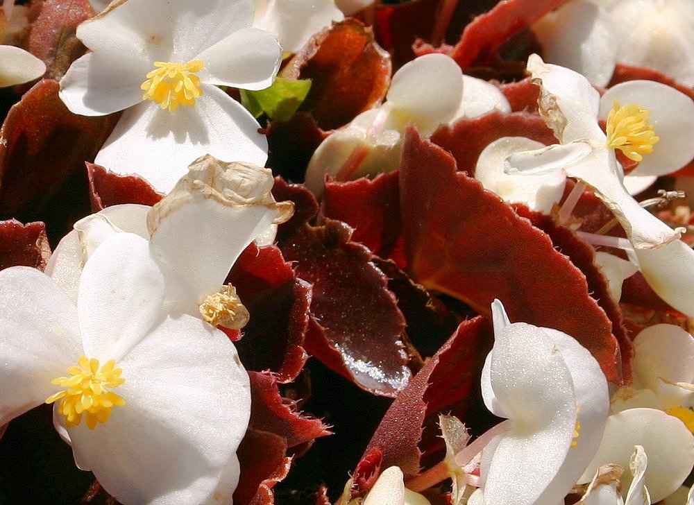 photo "Little white flowers" tags: nature, flowers