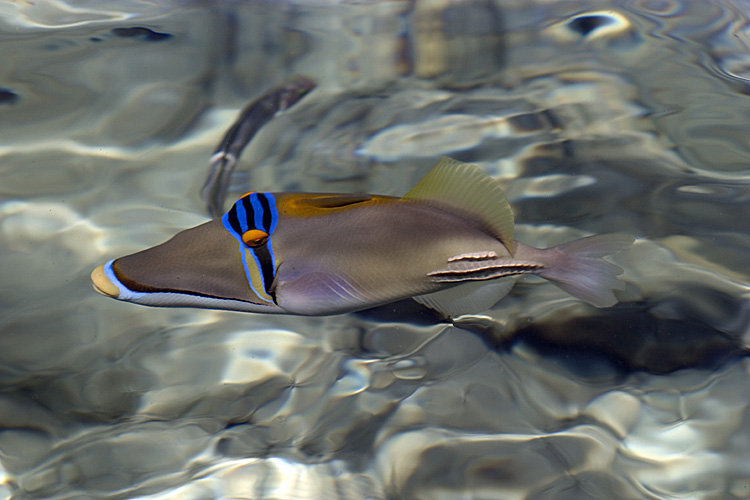 photo "Under Water 1" tags: nature, underwater, 