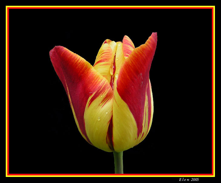 photo "tulip#2" tags: macro and close-up, nature, flowers