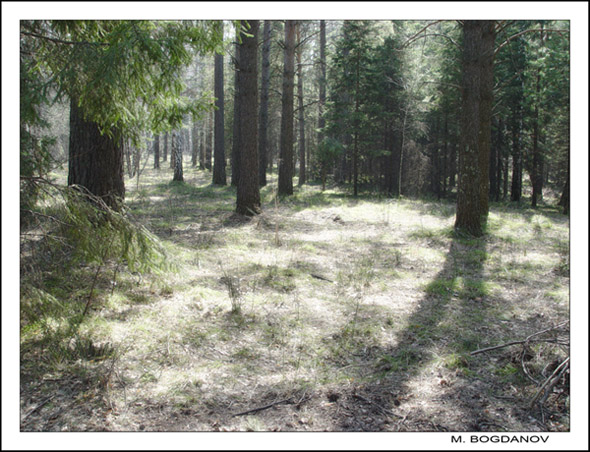 photo "The smoke in the forest" tags: landscape, nature, flowers, forest