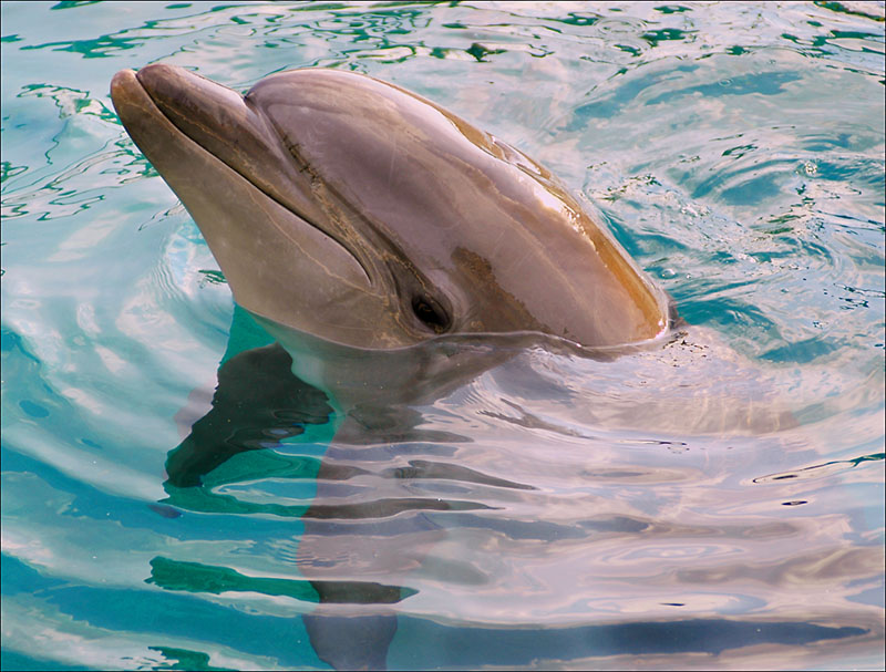 photo "The Dolphin" tags: portrait, nature, wild animals