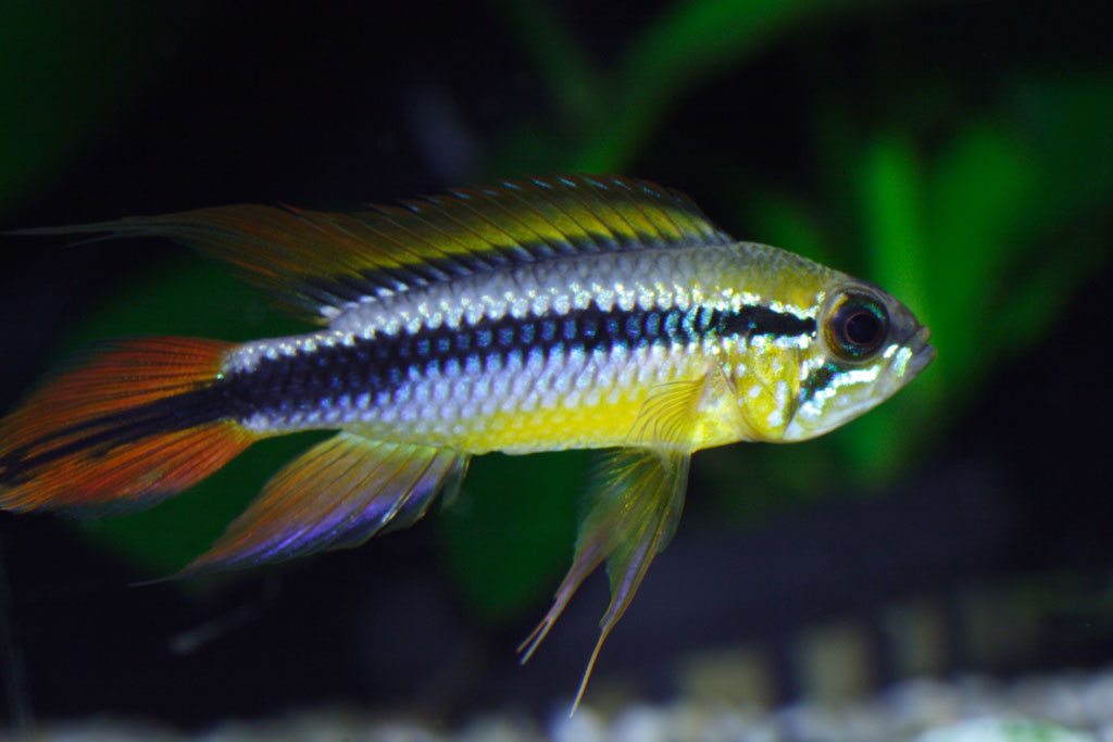 photo "Apistogramma agassizii (adult male)" tags: nature, macro and close-up, pets/farm animals