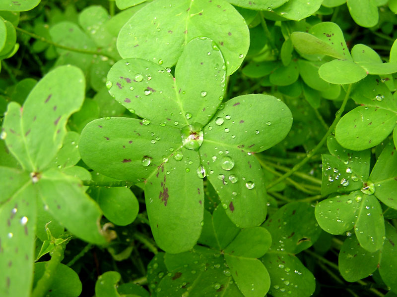 photo "After the rain" tags: nature, flowers