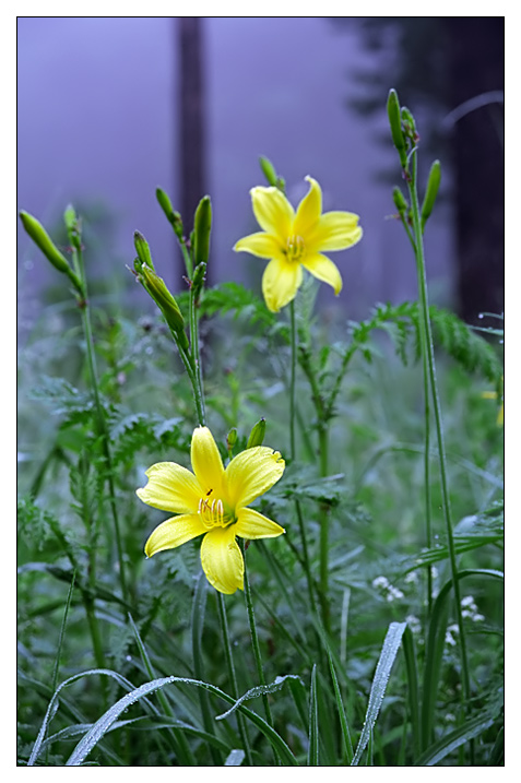 photo "Moonlight" tags: nature, flowers