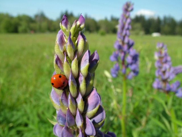 фото "Ladybug, lupin, and landscape" метки: природа, насекомое, цветы