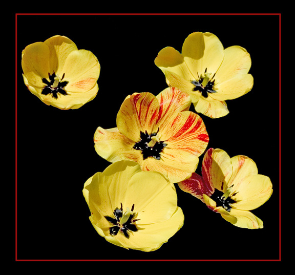 фото "желтые тюльпаны" метки: природа, цветы