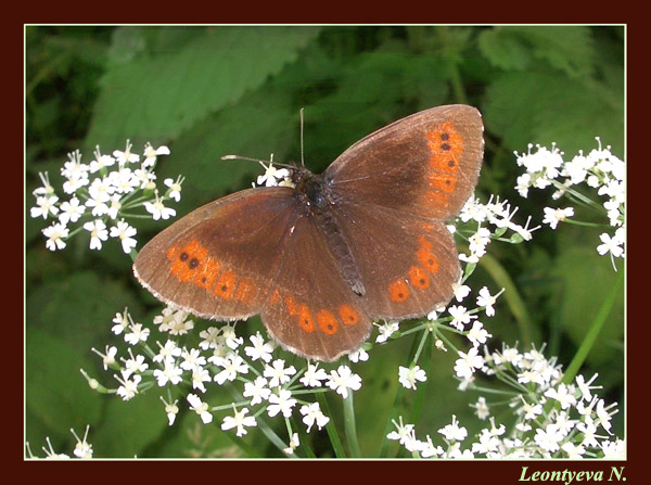 photo "A butterfly" tags: macro and close-up, nature, insect