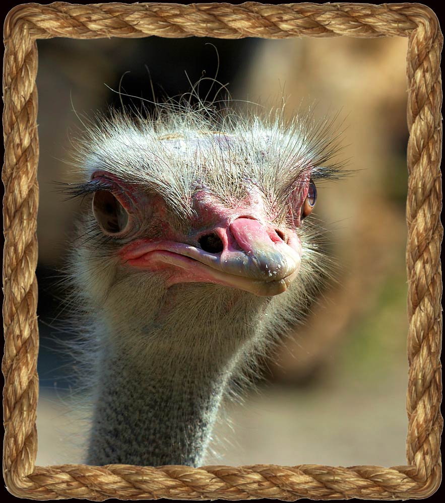 photo "The daddy Ostrich." tags: nature, wild animals