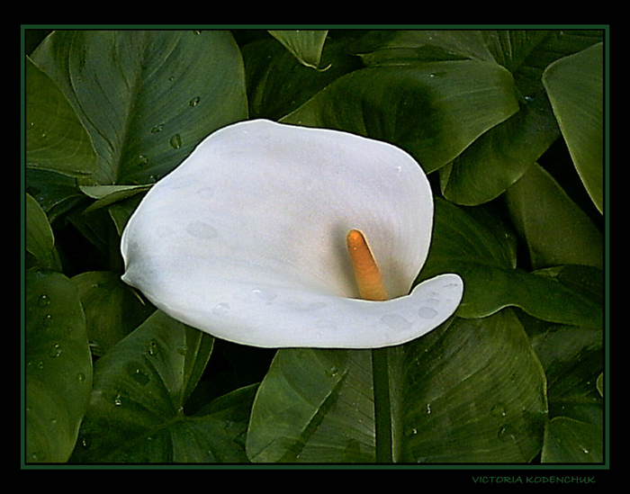 photo "The bride" tags: nature, flowers