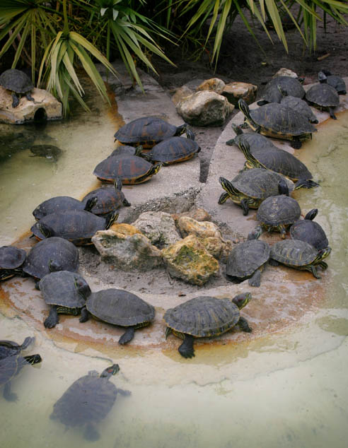 фото "Turtils" метки: природа, 