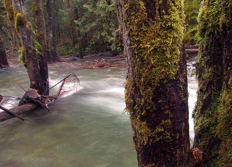фото "deep forest" метки: пейзаж, вода, лес