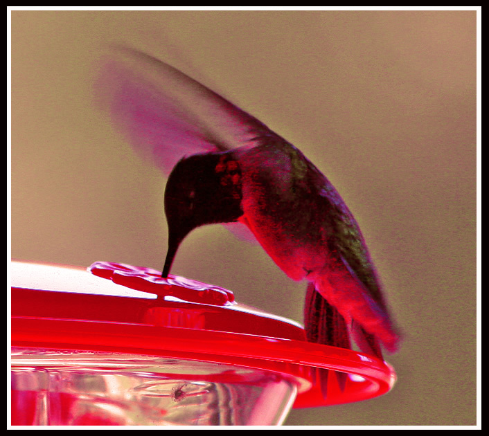 photo "Dining Out" tags: nature, 