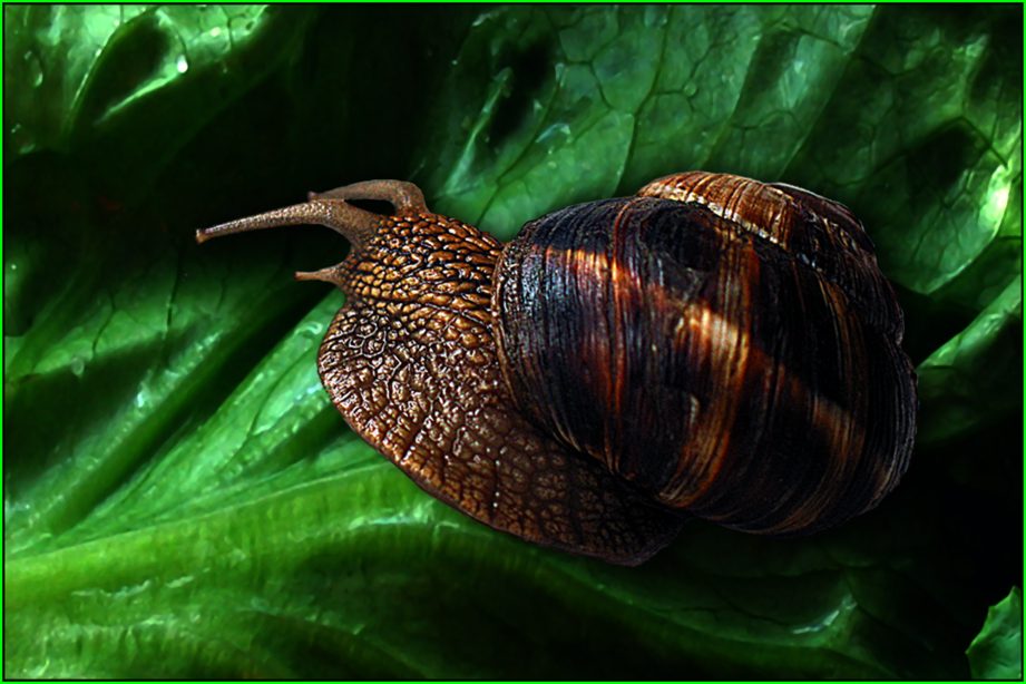 photo "SNAIL" tags: genre, nature, 