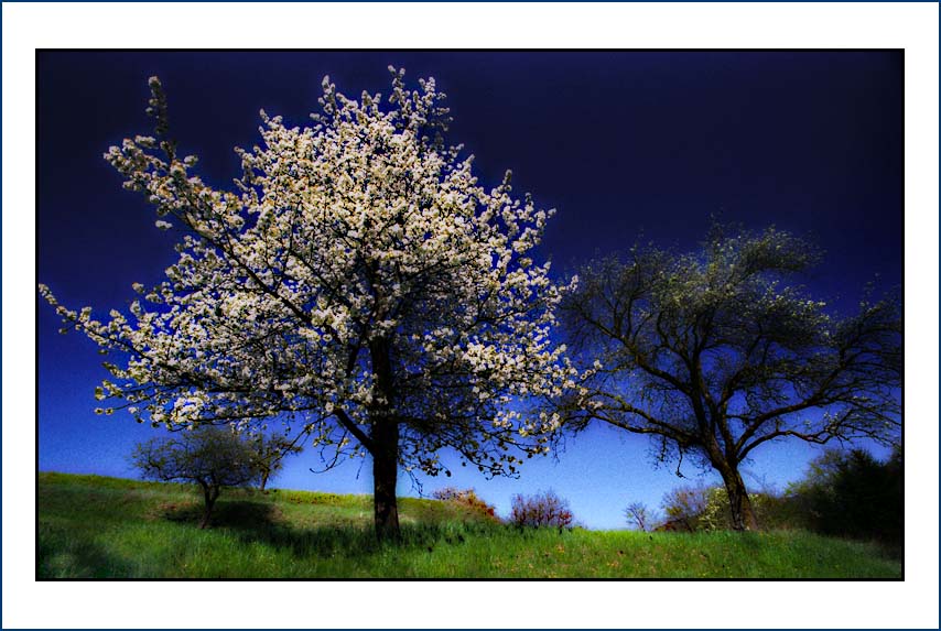 фото "Tree #101" метки: пейзаж, весна