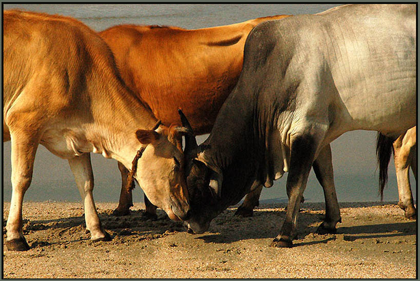 photo "a little chat(con carigno ) in between Holy Cows.." tags: nature, pets/farm animals