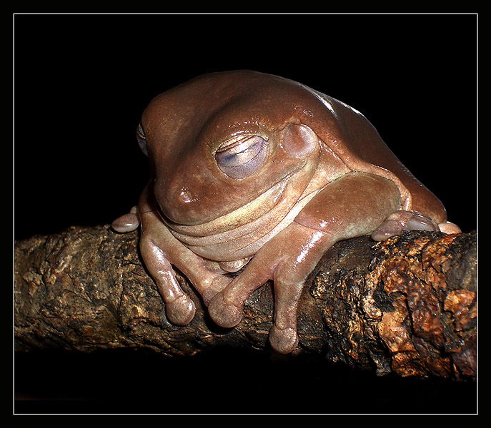 photo "Sweet dreams" tags: nature, macro and close-up, wild animals